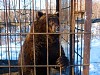«Газпром трансгаз Томск» взял шефство над медвежатами