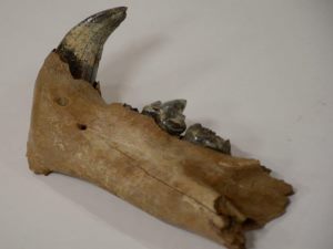 Горняки «Кузбассразрезугля» нашли останки пещерного льва Ледникового периода