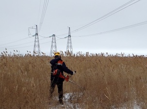 «ФСК ЕЭС» расчистит от сухого камыша 21 линию электропередачи на территории Черноземья