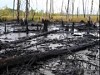 «РН-Юганскнефтегаз» заплатит более 140 млн рублей за причиненный лесам вред