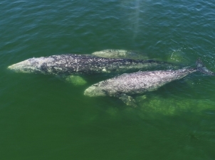Sakhalin Energy пополняет банк данных о серых китах