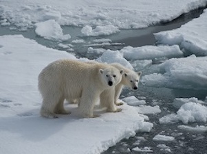 «Роснефть» исследует популяцию белых медведей