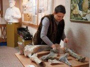 Краеведческий музей города Рубцовска получил палеонтологические находки