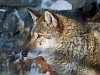 «Востсибнефтегаз» поддержал исследования популяции волка в Эвенкии