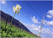 Филиал МОЭСК - «Северные электрические сети» представил план ремонтной программы