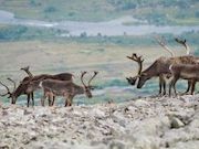 При поддержке ВСНК ученые определили численность дикого северного оленя в Эвенкии