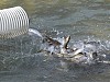 РусГидро выпустило в реки Кабардино-Балкарии более 100 тысяч мальков каспийского лосося