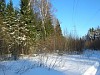«Кировэнерго» проведет компенсационную высадку деревьев