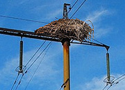 ДТЭК обеспечивает безопасность электрооборудования для птиц