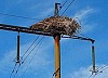 ДТЭК обеспечивает безопасность электрооборудования для птиц