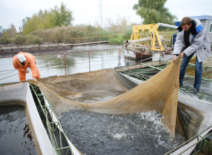 Хлорелла очистит водоём-охладителеь Курской АЭС от сине-зеленых водорослей