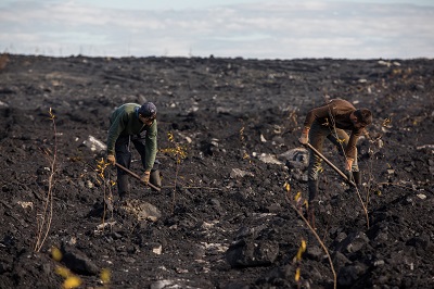 На Нерюнгринском угольном разрезе восстановили 424 гектара земли