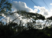 «Псковэнерго» восстанавливает линии, поврежденные ураганом