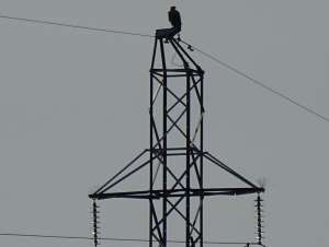 «Когалымские электрические сети» установят на ЛЭП около 500 птицезащитных устройств