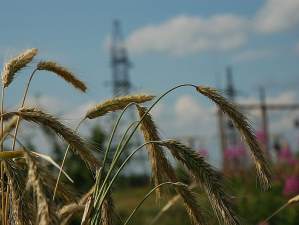 «Псковэнерго» запитало от подстанции 35 кВ «Палкино» строящуюся зерносушилку