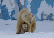 «Роснефть» и зоопарк Якутии приглашают выбрать имя для новорожденного белого медвежонка