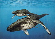 Наибольшей угрозе киты подвергаются в зоне деятельности Exxon, BP и 