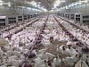Отходы птицефабрики «Мурманская» станут биотопливом