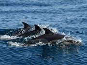 Ученые ИО РАН при поддержке «Роснефти» расширили программу изучения дельфинов Черного моря