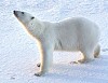«Роснефть» профинансирует изучение белых медведей на Арктическом шельфе