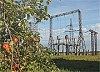МЭС Урала завершили вырубку деревьев на пяти ЛЭП