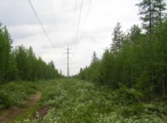 «Черные лесорубы» лишили электроснабжения жителей Первоуральского городского округа