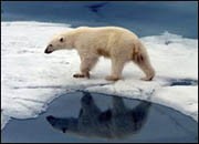 Росгеология изучила данные по перспективным на углеводороды участкам шельфа Арктики