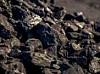 Алтайские ТЭЦ формируют запасы угля