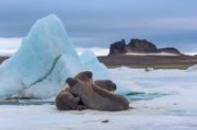 Ученые «Роснефти» исследуют краснокнижных моржей и белых медведей в Карском, Баренцевом морях и Земле Франца-Иосифа