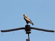 «Россети Юг» установили на линиях электропередачи более 2,6 тысяч птицезащитных устройств