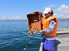Нефтепорт Козьмино выпустил 10 тысяч особей гребешка в Японское море