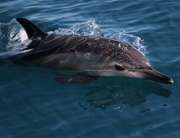 «Роснефть» инициировала трехлетний проект по изучению черноморских дельфинов