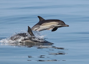 Институт океанологии подготовит рекомендации по сохранению популяции черноморских дельфинов