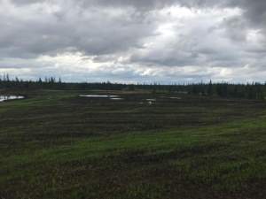 «Транснефть-Сибирь» рекультивировала лесной участок на Ямале после вмешательства прокурора