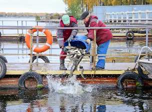 Смоленская АЭС выделила миллион рублей на зарыбление десногорского водохранилища