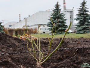 Селекционеры вывели особый сорт роз к 30-летию аварии на Чернобыльской АЭС