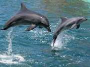 «Роснефть» профинансирует трехлетнюю программу по изучению черноморских дельфинов