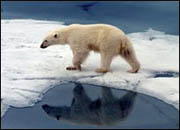 Росгеология: необходимо интенсифицировать геологоразведку в российском секторе Арктики