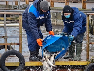 Смоленская АЭС выпустит в Десногорское водохранилище более 30 тонн рыбы