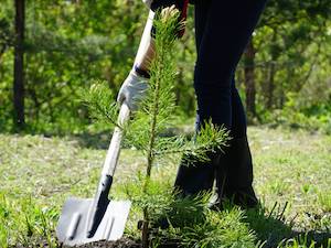 «Кузбассразрезуголь» высадил почти 2,5 млн деревьев в 2020 году