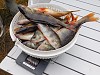 Рыболовы-спортсмены выловили 70 кг рыбы в озере-охладителе Калининской АЭС