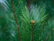 «Кузбассразрезуголь» высадил более 800 тысяч деревьев в 2022 году