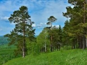 СИБУР посадит 5 миллионов деревьев до 2025 года