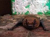 В Одессе летучие мыши выпали в осадок