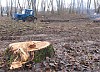 МЭС Западной Сибири вырубили деревья от Иртыша до Беркута