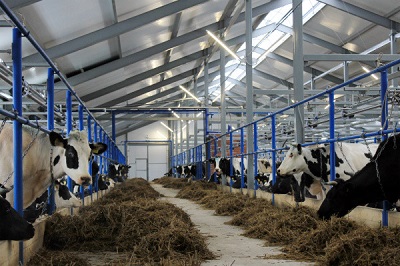 Энергетики «Пермэнерго» обеспечили электропитание для новой молочно-товарной фермы в Кунгурском районе