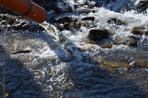 РусГидро выпустило в реки Кабардино-Балкарии более 300 тысяч мальков каспийского лосося