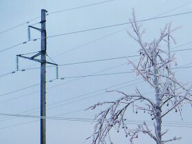 Проблему расширения трасс ЛЭП энергетики Белоруссии решают совместно с лесниками