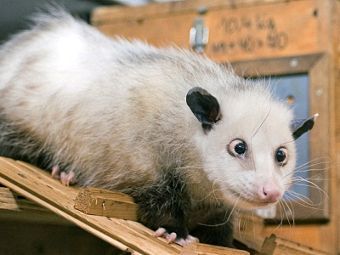 Косоглазого немецкого опоссума пригласили вести 
