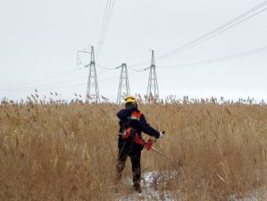 Шумел камыш... Но перестал